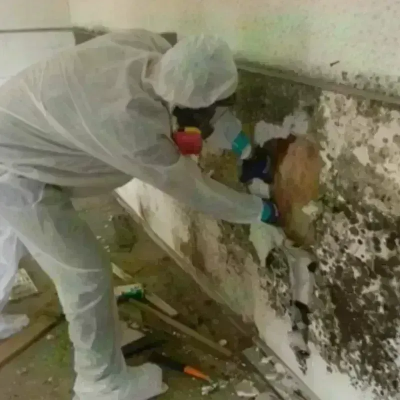 Mold Remediation and Removal in Harrisville, UT